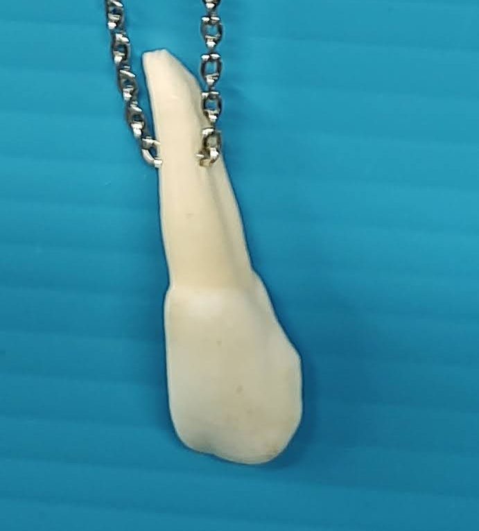 1necklace buffalo tooth 2