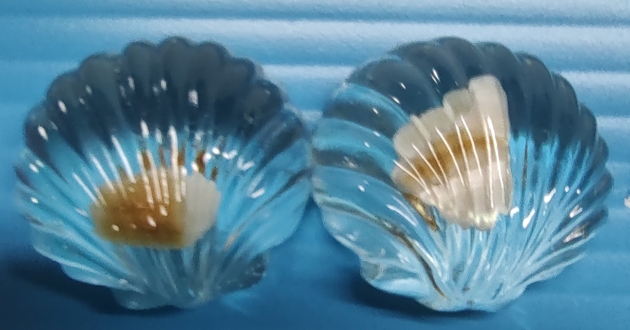 earrings sea shell clear (2)